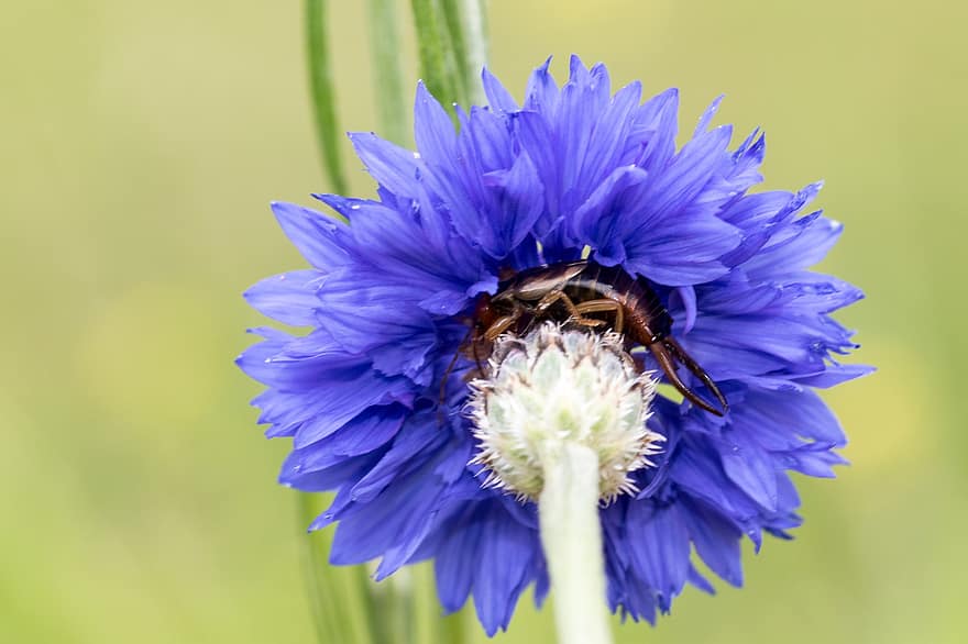 แมลงตัวยาวมีใจอคติ, แมลงหางหนีบ, Dermaptera, แมโคร, ใกล้ชิด, ดอก, เบ่งบาน, ดอกไม้ชนิดหนึ่ง, สีน้ำเงิน, เป็นประโยชน์, สวน