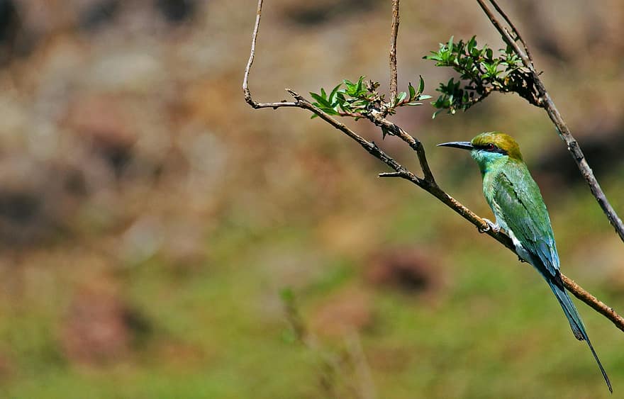 Asian Green Bee-eater, ผึ้งตัวน้อยกินสีเขียว, นก, ธรรมชาติ, จะงอยปาก, สัตว์ในป่า, ขน, สาขา, ใกล้ชิด, ผึ้งกิน, เกาะ