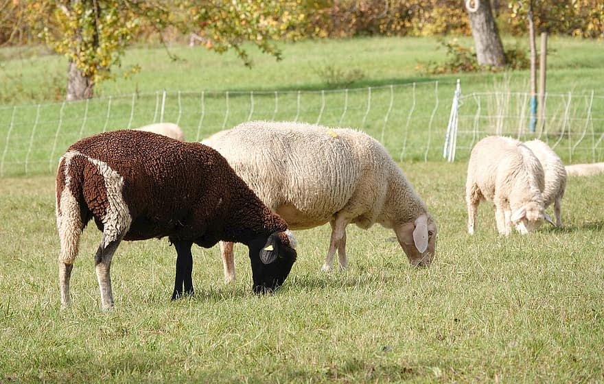 schapen, wol, vee, dier, zoogdier, weide, farm, landbouw