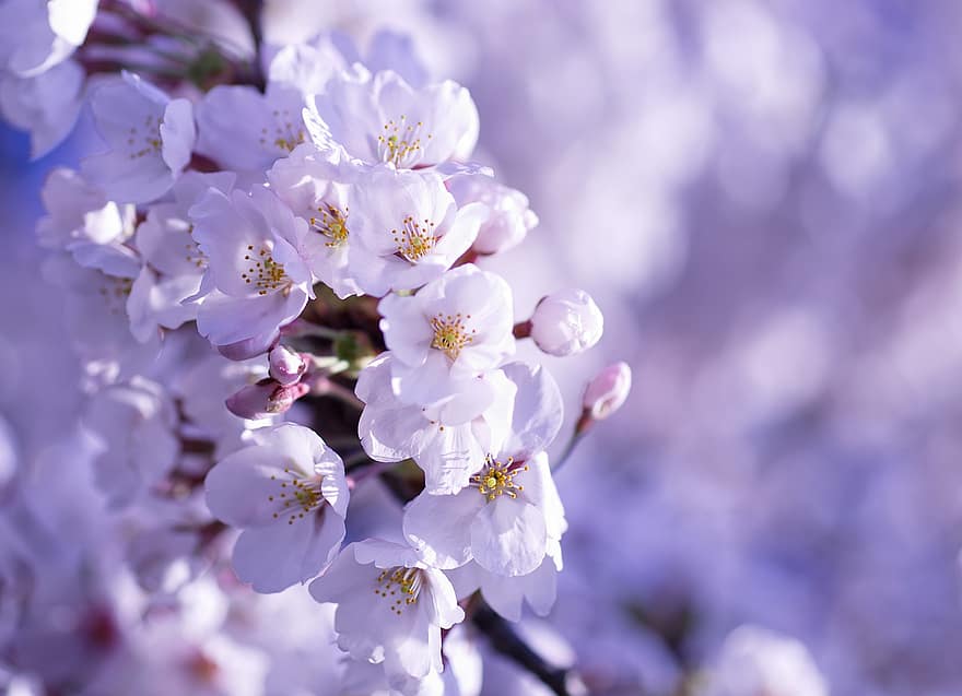 fleurs de cerisier, Sakura, fleurs blanches, printemps, Japon, la nature, fermer, fleur, plante, pétale, tête de fleur