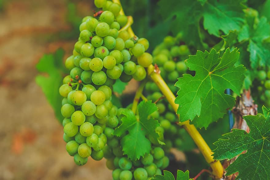 vindruvor, vin, vingård, frukt, vinodling, vinranka, grön, hälsosam, vintillverkare, Rebstock, mogen