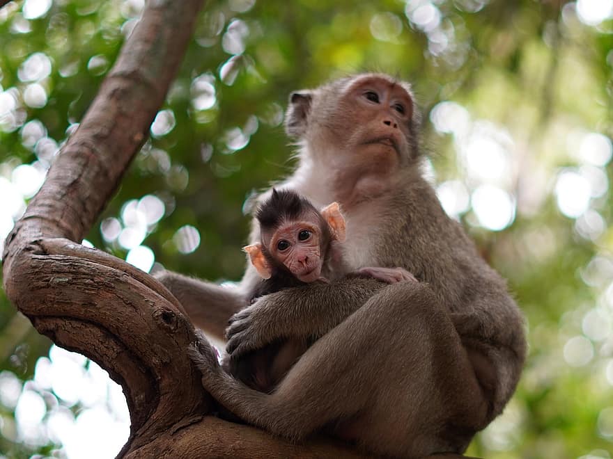 beždžionė, kūdikių beždžionė, motina, gyvūnams, primatai, kūdikio gyvūnas, laukinės gamtos, primatas, makaka, mažas, mielas