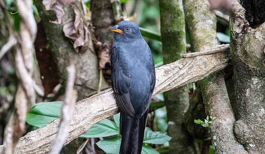 Trogon, птица, сидящая птица, Коста-Рика, птичий