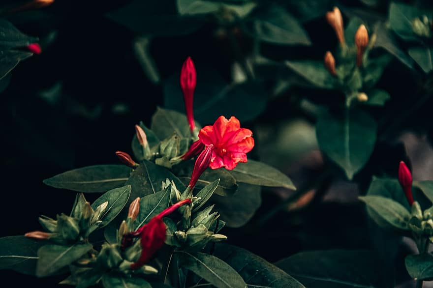 zahrada, červené květy, jaro, tapeta na zeď, Příroda