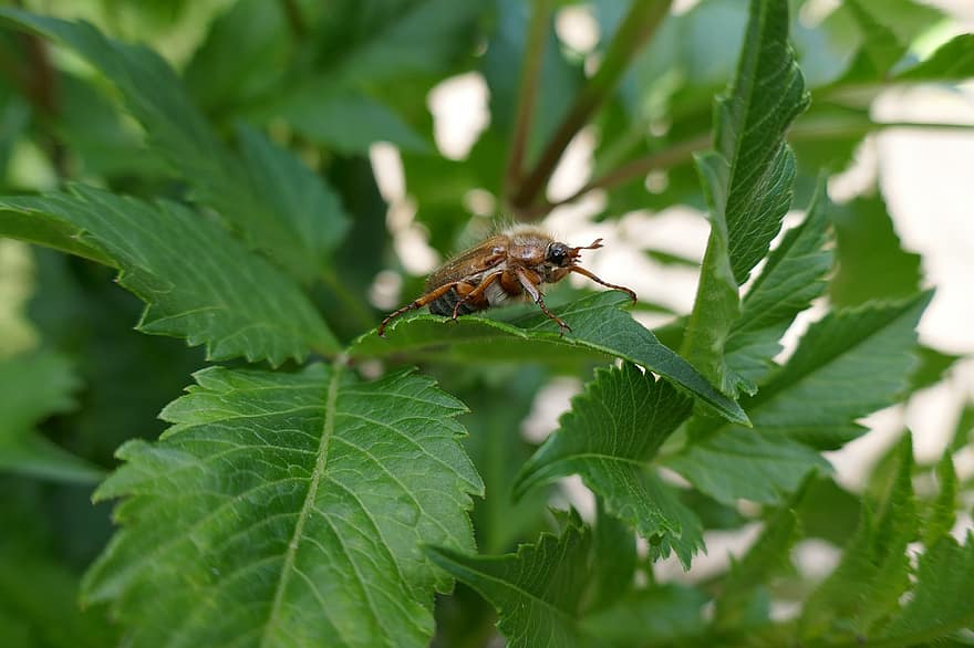Käfer, Juni, Insekt, Crawler, Sommer-, Natur