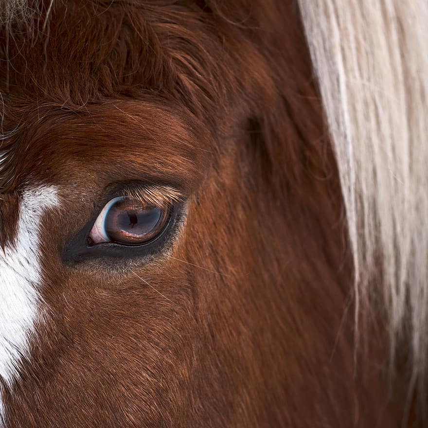 ojo, caballo, mamífero, animal, equino, especies, fauna, poni, cabeza, piel, pelo
