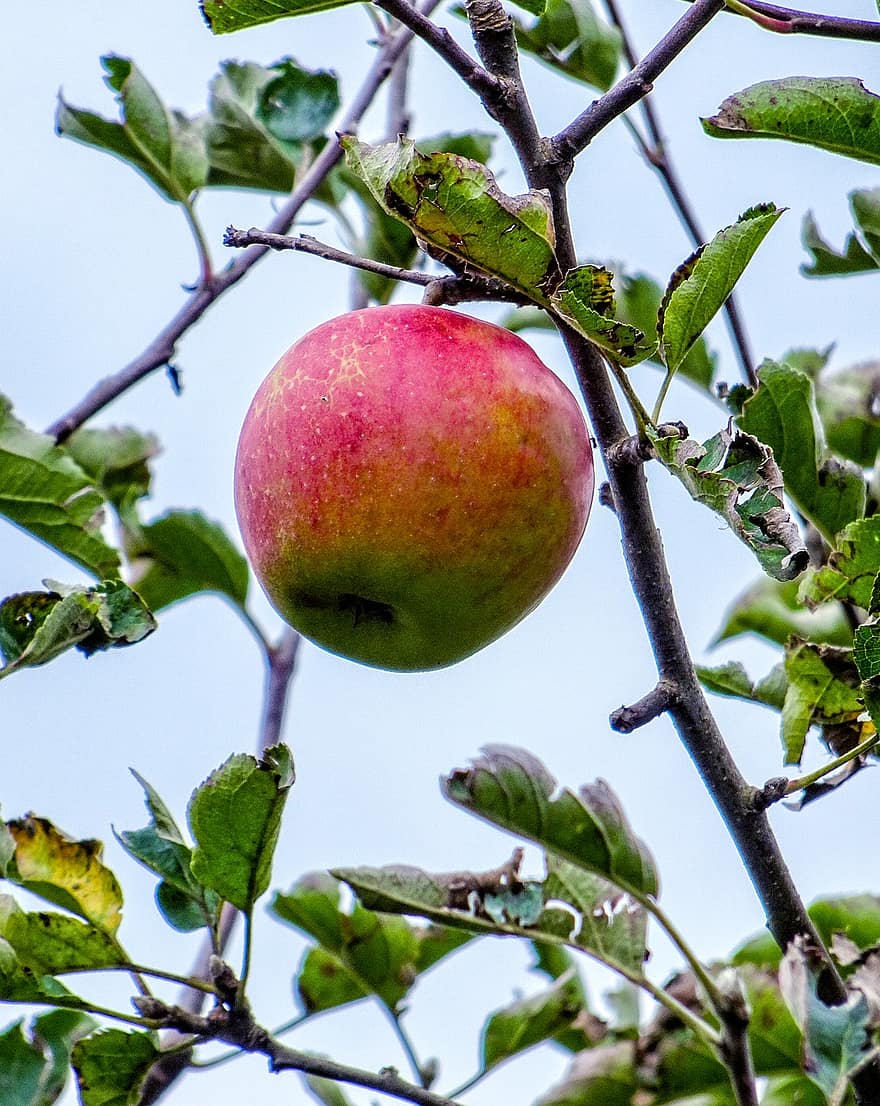jablko, jabloň, ovocný strom, ovoce