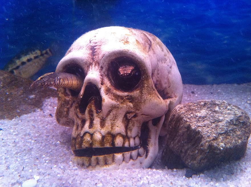 akvarium, skalle, fisk, under vattnet