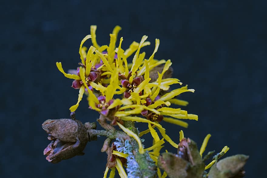 Witch Hazel, Hamamelis, Shrub, Plant, Blossom, Bloom, Early Bloomer, close-up, underwater, yellow, flower