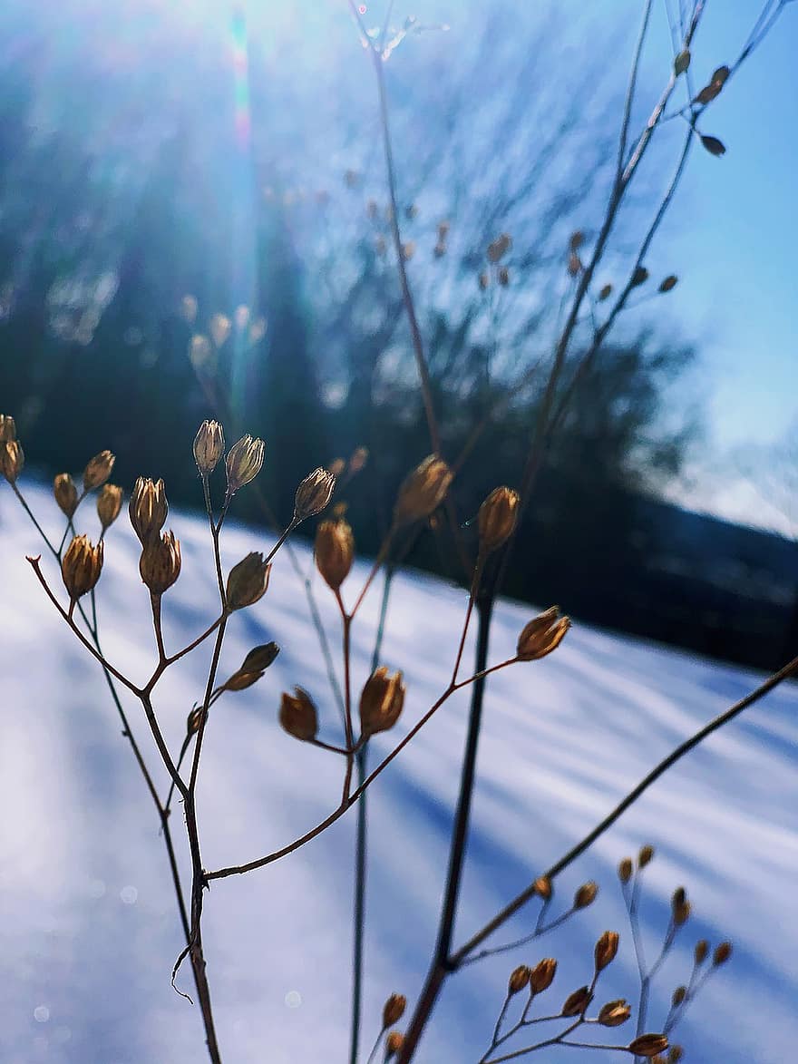 сняг, растение, скреж, студ, слънчеви лъчи