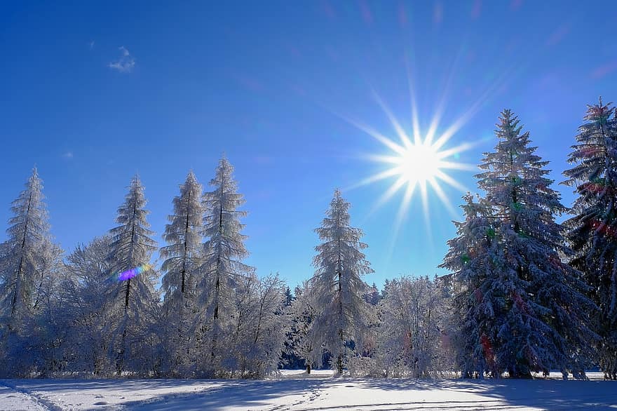 vinter, sol, trær, snø, landskap, natur, vinterlig, sollys