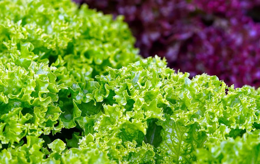 Червоний листя салату, овочі, салат, листова зелень, свіжість, лист, овочевий, органічні, зелений колір, їжа, впритул