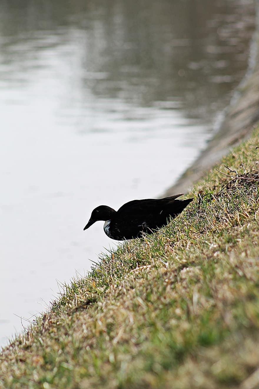 bebek, mallard, burung air, bulu burung, burung, bebek hitam, burung hitam, unggas air, ave, ilmu burung, mengamati burung