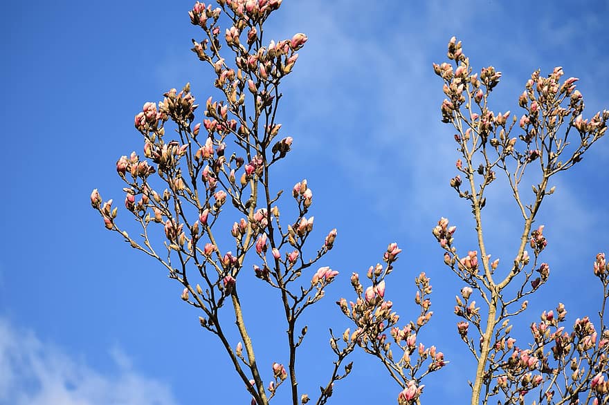 magnolia, drzewo, wiosna, niebieskie niebo