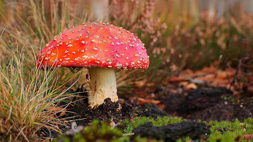 Mushroom, Fly Agaric, Fungus, Fly Amanita, Red Mushroom, Toadstool, Forest Floor, Grass, Forest, Nature, Fall