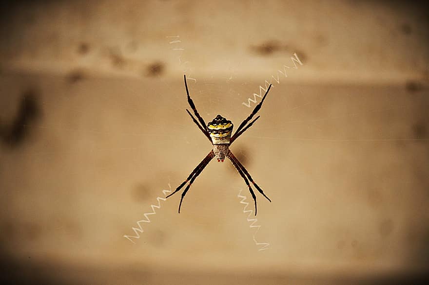 edderkop, arachnid, edderkoppespind, spindelvæv, web, oRB, væver, insekt, araknofobi, natur, dyreliv