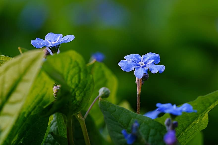 Glem mig ikke, blomster, blå blomster, blomstre, flor, natur, planter, forår, flora, blå kronblade