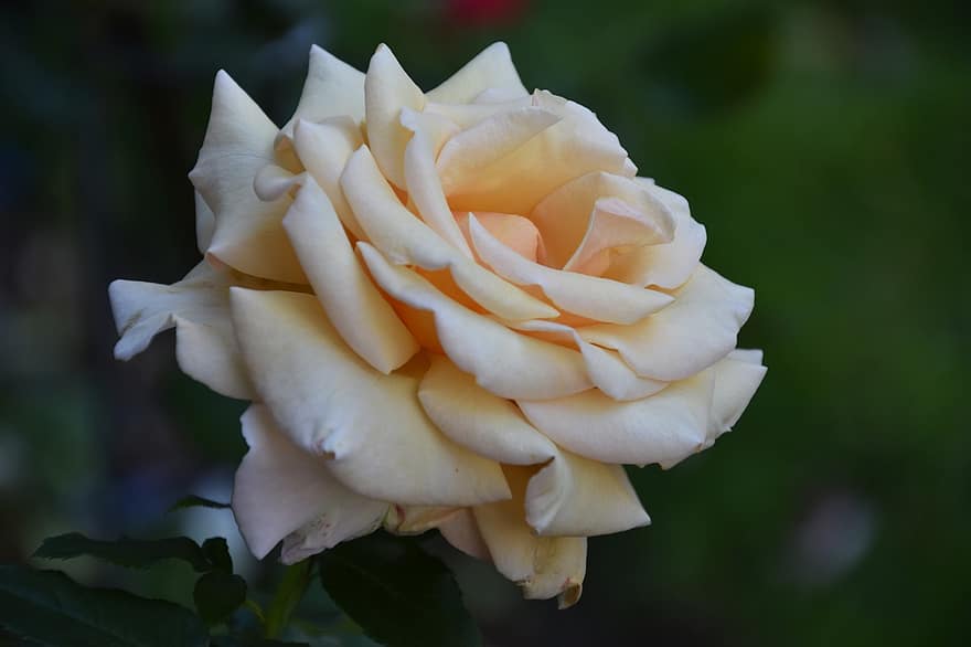 Rosa blanca, flor blanca, jardín, naturaleza, macro, fondo
