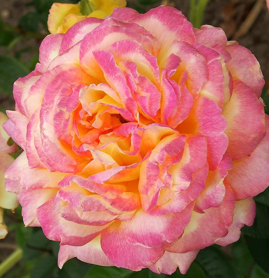 rosa, Rosa-giallo, fiorire, fioritura, fresco, giardino, estate