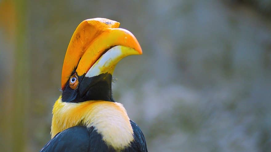 putns, ragavas, ornitoloģija, knābis, dzeltens, spalvu, dzīvniekiem savvaļā, daudzkrāsains, tropu klimats, tuvplāns, apdraudētas sugas