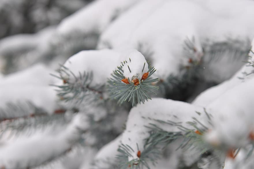 pin, branches, neige, arbre, aiguilles de pin, épicéa, aiguilles d'épinette, un épicea, hiver, hivernal, du froid