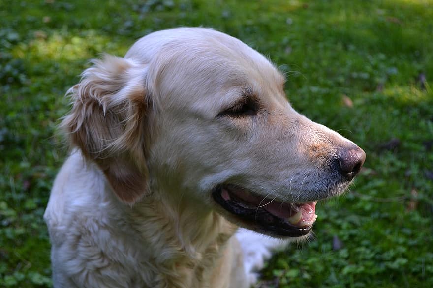 jenis anjing Golden Retriever, anjing, membelai, melihat, sayang, manis, anjing trah, retriever, bulu, potret, tampilan anjing