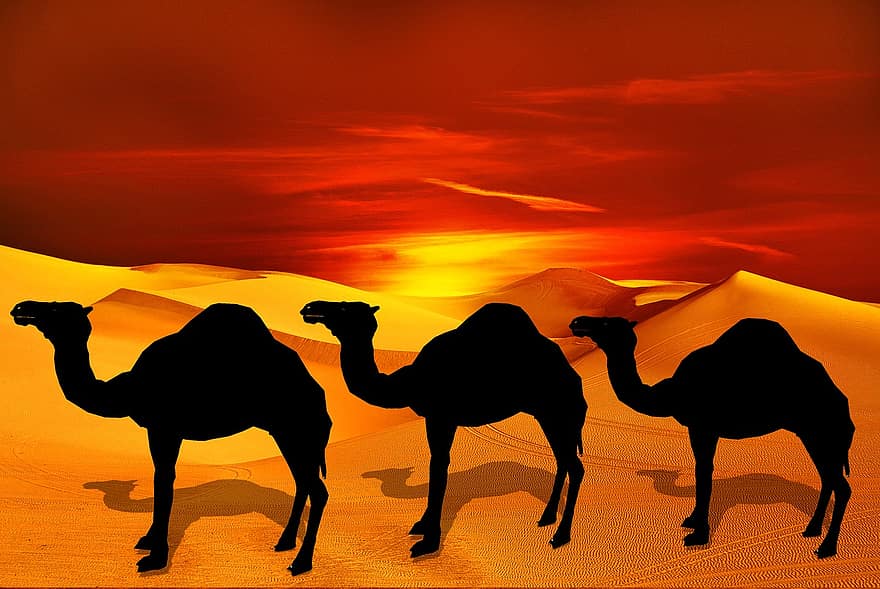 kameli, aavikko, hiekka, Sahara, eläin, kamelit, matkustaa, asuntovaunu, maisema, aurinko, matkailu