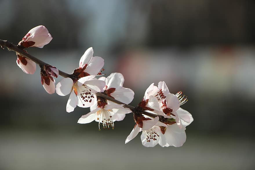 fleurs, Sakura, fleurs de cerisier, arbre, branche, pétales, printemps, fleur