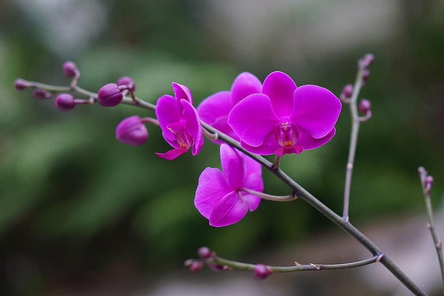 orchidėjos, gėlės, violetinės gėlės, žiedlapių, violetinės žiedlapės, žydi, žiedas, flora, orchidaceae, augalai, žydintys augalai