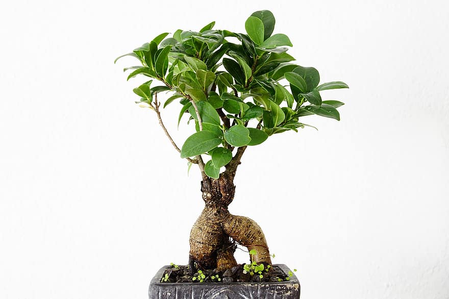 planta, bonsái, árbol, Árbol bonsai, flora, naturaleza