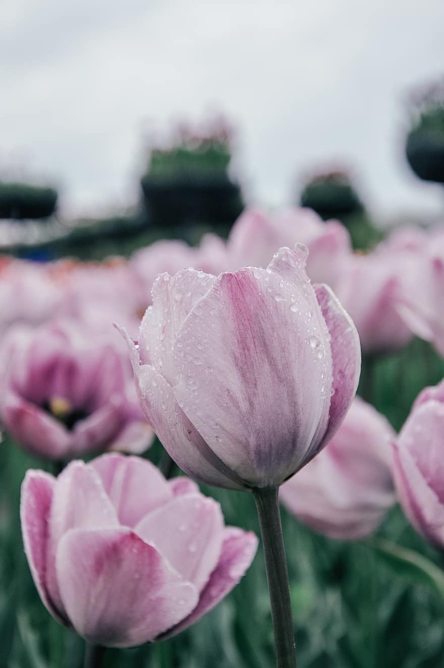 tulipaner, blomster, anlegg, rosa tulipaner, dugg, våt, duggdråper, petals, blomst, tulipanfelt, felt