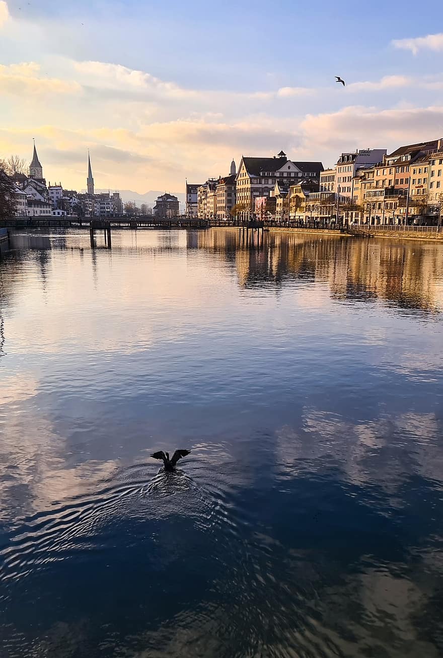 râu, oraș, arhitectură, Limmat, Zurich, Elveţia, pasăre, cormoran, pod, case de fatada, reflecţie