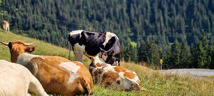 tehenek, marha, kérődzők, legelő, fű, mező, Ausztria, salzburg, erdő, panoráma, állatok