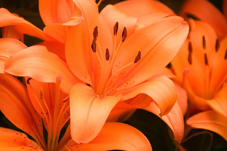 zambaklar, Çiçekler, turuncu lilyum, yaprakları, portakal yaprağı, çiçek, Çiçek açmak, bitki örtüsü