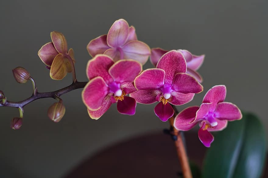 orquídies, flors, flors de color rosa, pètals, pètals de color rosa, florir, flor, flora, planta, primer pla, pètal