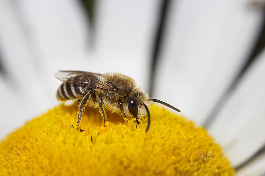 abelha, inseto, natureza, polinização, macro, fechar-se, amarelo, flor, pólen, querida, flor única