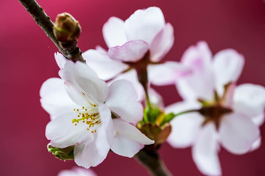 Třešňový květ, květiny, jaro, sakura, květ, větev, strom, Příroda, detail, rostlina, okvětní lístek