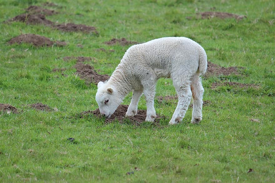 ovelha, Cordeiro, pastando, pasto, Primavera