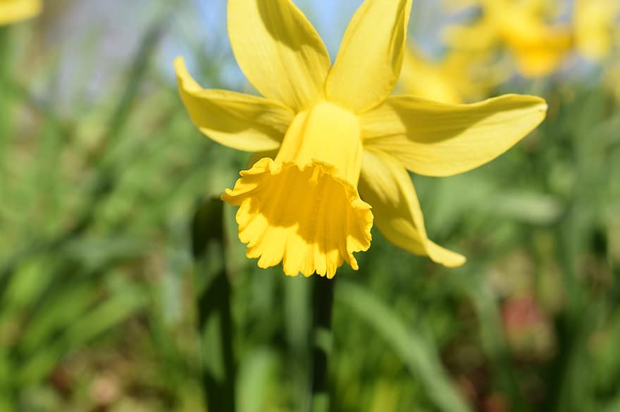 Daffodils, Yellow, Flowers, Blossom, Nature, Flora, Floral, Field, Plants