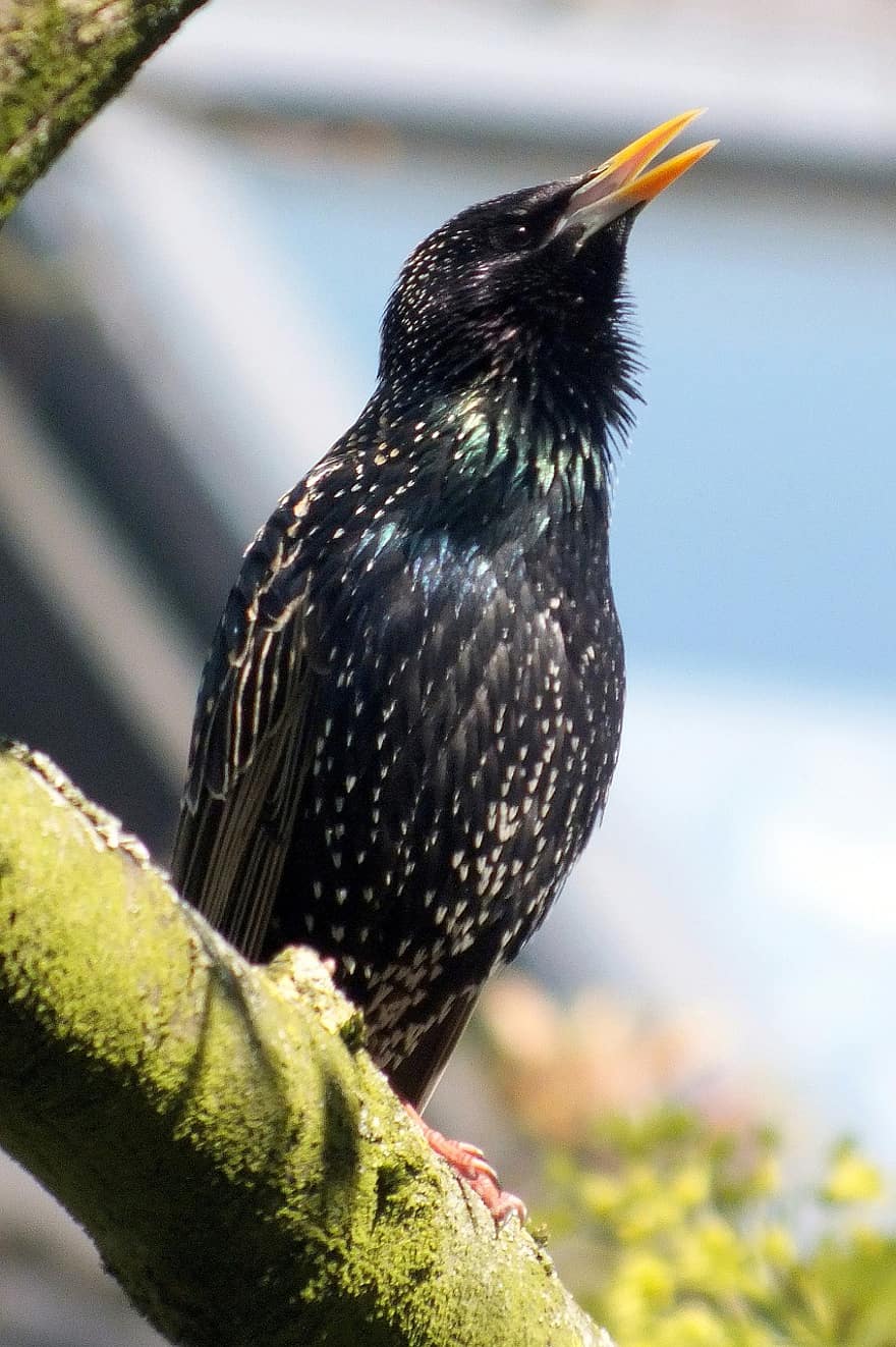 szpak, ptak, szpak zwyczajny, Zwykła gwiazda, sturnus vulgaris, ptak śpiewający, dziki ptak, wiosna, ptak ogrodowy, ornitologia, Natura