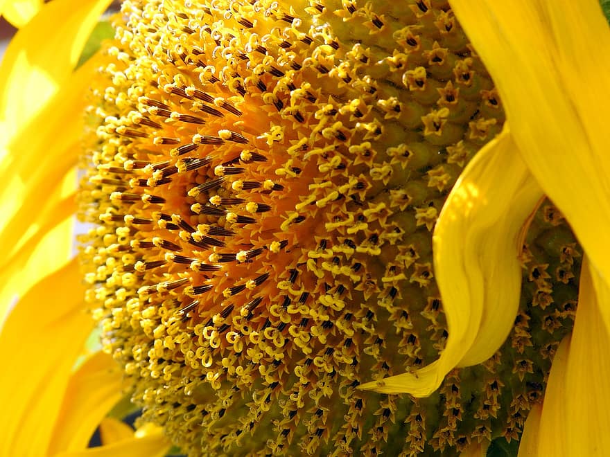 floarea soarelui comună, floarea-soarelui, floare galbenă, macro, fundal, înflorit, inflori, floră, floare, grădină