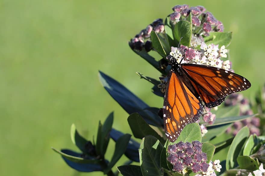 serralha, borboleta monarca, Planta Hospedeira de Borboleta, inseto, alimentando, flores, Planta americana, natureza, ecard, cartão postal, cartão