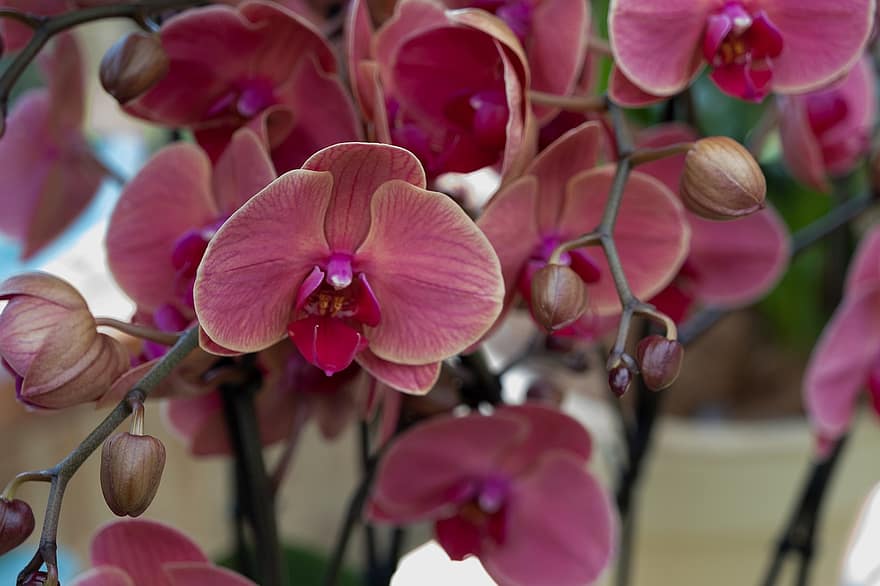 bloem, orchideeën, bloemblaadjes, bloesems, de lente, fabriek, orchidee, detailopname, bloemhoofd, bloemblad, blad