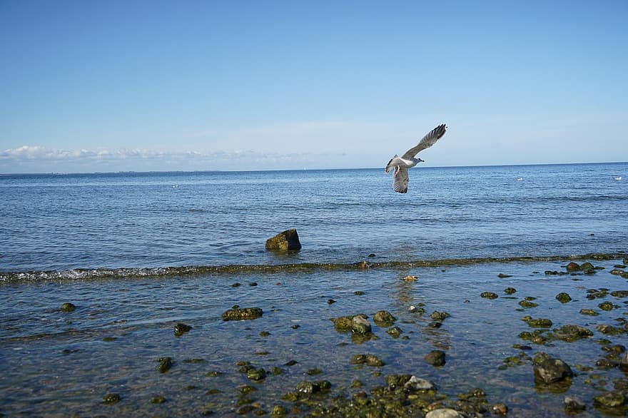 чайка, море, пляж, летящая птица, природа, океан, воды, летающий, синий, животные в дикой природе, береговая линия