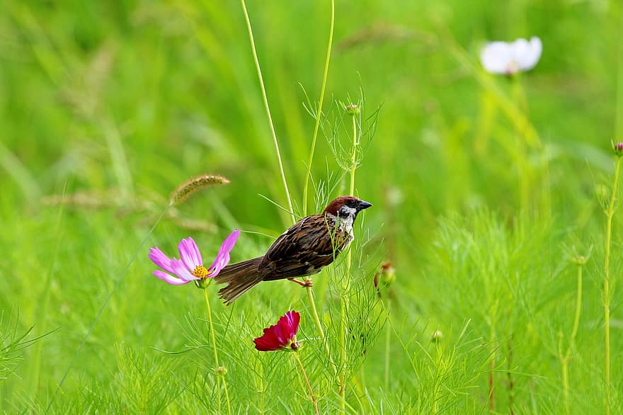 Sparrow, Bird, Perched, Animal, Feathers, Plumage, Beak, Bill, Meadow, Flowers, Bird Watching