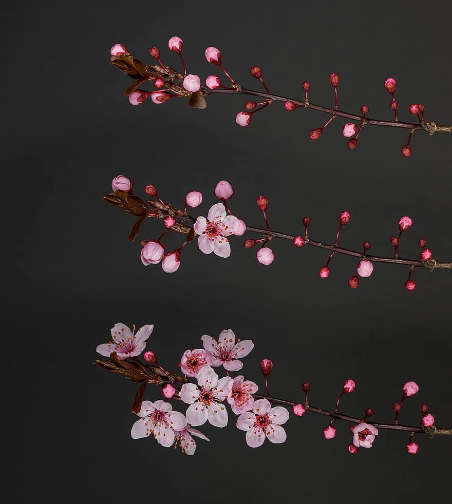 Plum Blossom, Flowers, Branch, Pink Flowers, Petals, Buds, Bloom, Blossom, Early Bloomer