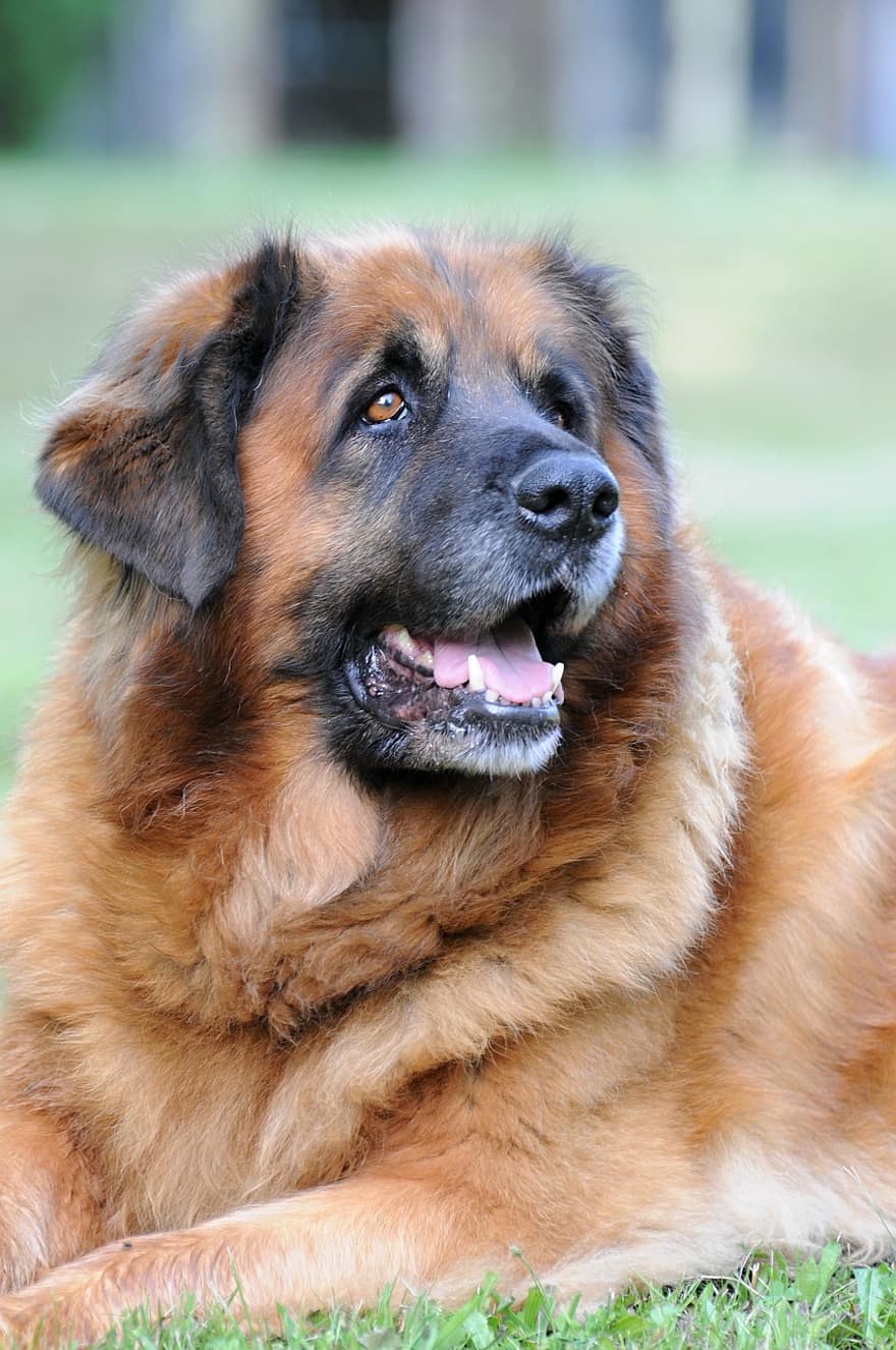 leonberger, cão, animal, Sandy Leonberger, mamífero, cão doméstico, Cachorro gigante, Cachorro fofinho, cão adorável