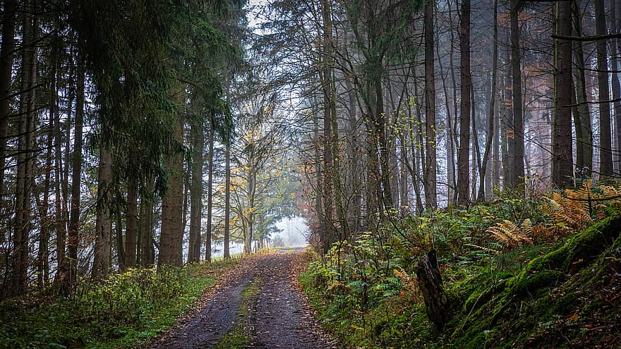 pathway, vej, træer, bakke, Skov, tåge, blade, efterår, vandretur, natur, rolige