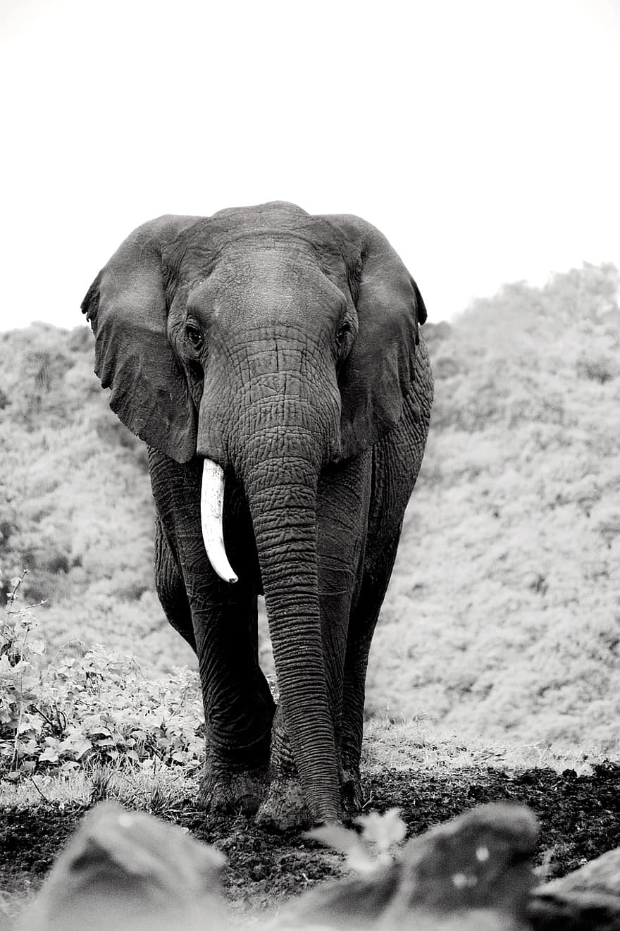 Elefant, Stoßzähne, Tierwelt, Tiere, Natur, Afrika, Safari, Reise, Elefantenliebe, Wildlifegraphie, Elefantensafari