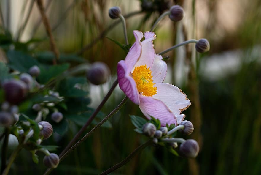 Anemon Hupehensis'in Eylül Cazibesi, doğa, çiçek, düğmeleri, japon anemonu, Çiçek açmak, çiçekli bitki, süs bitkisi, sebze, bitki örtüsü, Bahçe